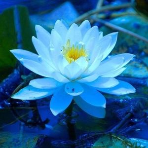 Meet your Posher, Ayane